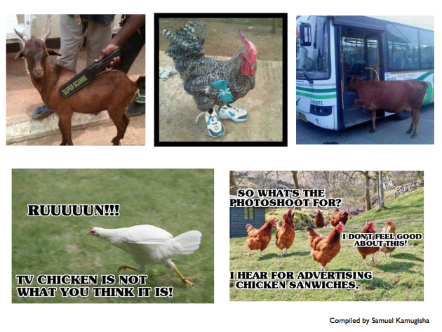 Different humorous chicken and goat memes found on the Ugandan web. Images compiled by Samuel Kamugisha.